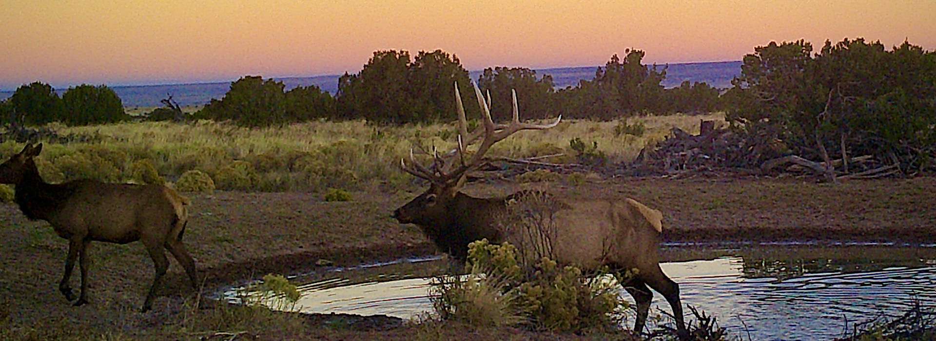 Elk Hunts<br><hr> Elk Hunts<br><hr>