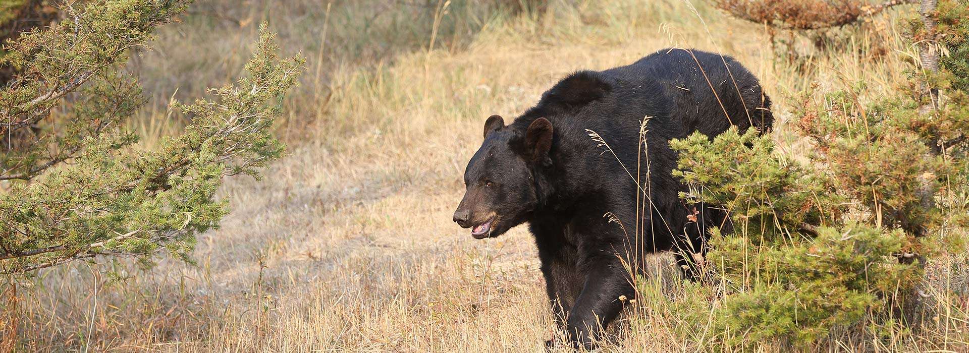 New Mexico Black Bear Hunts Navajo Outdoors