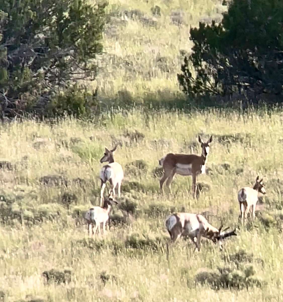 Antelope Hunt 